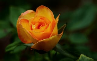 Картинка роза, макро, цветок, оранжевый
