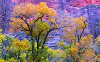 Картинка Zion National Park, осень, США, гора, скала, деревья, Юта