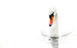 Обои белый фон, white, water, Swan, вода, лебедь