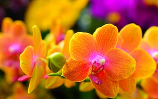 Картинка орхидея, природа, макро, растение, лепестки