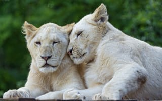 Картинка белый лев, кошки, львята, ©Tambako The Jaguar, пара