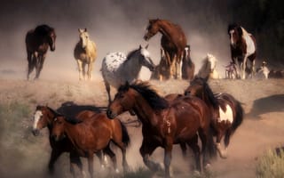 Картинка кони, природа, табун