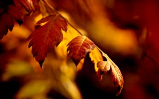 Картинка осень, веточка, боке, листья