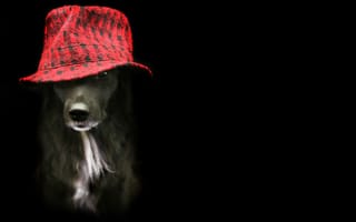 Картинка собака, друг, взгляд, шляпа