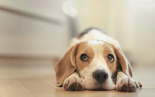 Картинка beagle, бигь, снуппи, собака, pup, снупи, dog, щенок, домашнее животное, dogs, snoopy, puppy