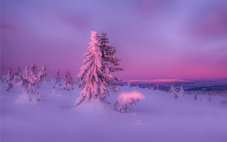 Картинка зима, лес, снег, природа, закат