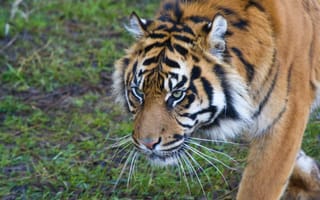 Картинка тигр, кошка, суматранский