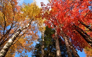 Картинка осень, багрчнец, листья, деревья, небо