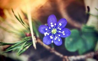 Картинка цветок, лепестки, синие