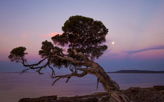 Картинка Twisted Tree, Coast, Moon, Backlight