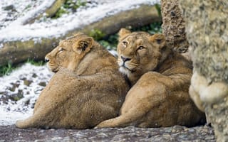 Картинка львицы, взгляд, ©Tambako The Jaguar, снег, пара, кошки
