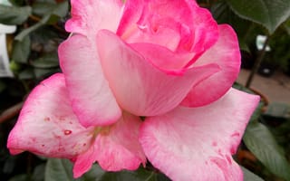 Картинка Розы, Цветы, Розовый, Крупным планом