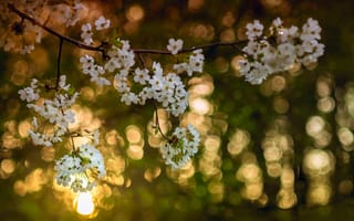 Картинка весна, дерево, цвет, свет, Апрель, вишня, ветки, боке, цветы