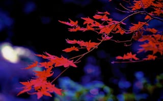 Картинка ветка, клен, осень, листья