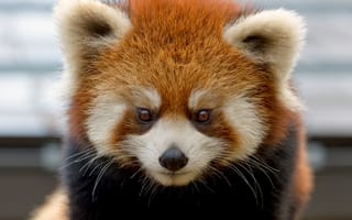 Картинка красная панда, firefox, малая панда, морда