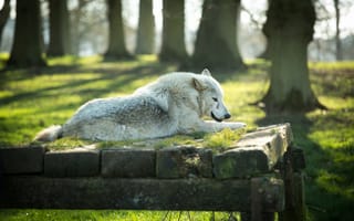 Обои волк, хищник, лежит, отдых