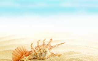 Картинка summer, beach, seashells, sand, shells