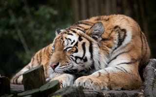 Картинка тигр, амурский, спит, сон, кошка, отдых