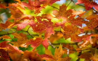 Картинка ветка, осень, цвета, макро, листья