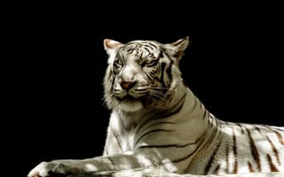 Картинка белый тигр, дикая кошка, хищник, тень, свет, морда, тёмный