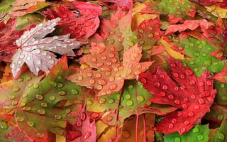 Картинка осень, краски, макро, листья, роса