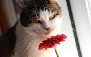 Картинка кошка, цветок, взгляд, кот