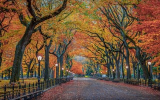 Картинка США, листва, город, центральный парк, осень, деревья, Нью-Йорк