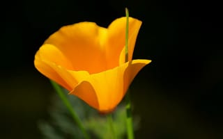 Картинка цветок, эшштольция, макро, природа, желтый, калифорнийская, лело