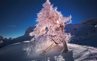 Обои дерево, снег, природа