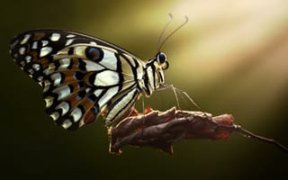 Картинка бабочка, лист, насекомое, макро, лето
