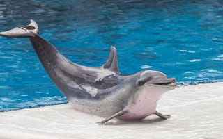 Картинка Dolphin, fauna, sea, water