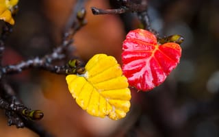 Картинка осень, вода, листья, краски, ветка