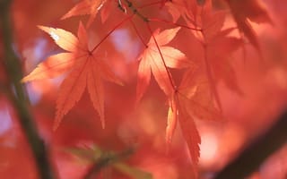 Картинка листья, дерево, природа, осень
