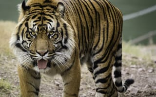 Картинка тигр, взгляд, кошка, суматранский