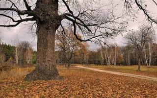 Обои листья, дерево, осень