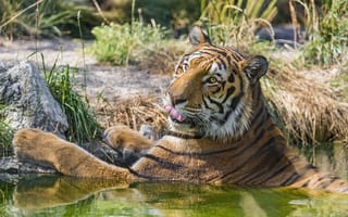 Картинка тигр, купание, ©Tambako The Jaguar, язык, кошка