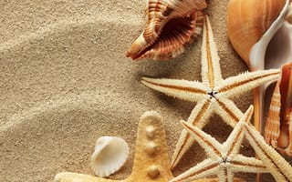 Картинка лето, морские звезды, песок, ракушки