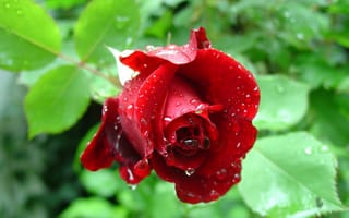 Картинка цветок, роза, бутон, flower, Bud, rose