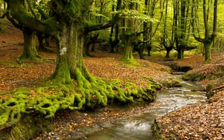 Обои лес, река, осень