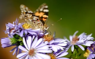 Обои природа, цветы, макро, бабочка