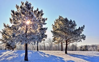 Картинка небо, деревья, лучи, зима, снег