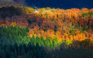 Картинка склон, дом, лес, свет, осень, деревья