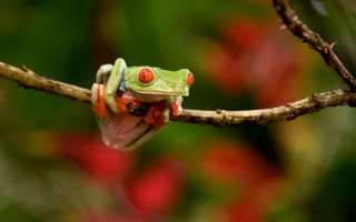 Картинка Red-eyed Tree Frog, природа