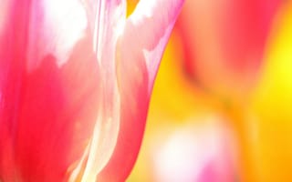 Картинка цветок, тюльпан, лепестки, весна
