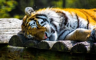 Картинка тигр, хищник, морда, сон, зоопарк, дикая кошка, отдых
