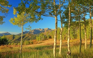 Картинка Аспен, осень, Колорадо, осина, деревья, горы, склон, листья, США