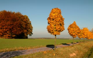 Картинка yellow, trees, Осень