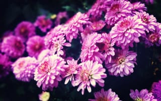 Картинка chrysanthemum, flower, pink, purple