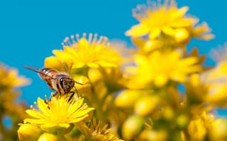 Картинка небо, цветы, лепестки, насекомое, пчела
