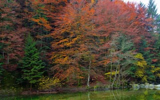 Картинка лес, осень, камни, пруд, деревья